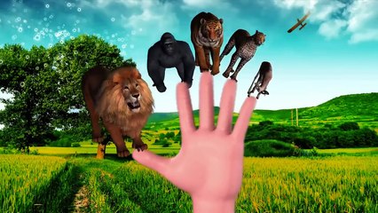 Wild Animals Finger Family Rhymes 3D Dinosaur Gorilla Lion Tiger Finger Family Nursery Rhymes