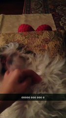 NİNNİYLE UYUYAN KÖPEK