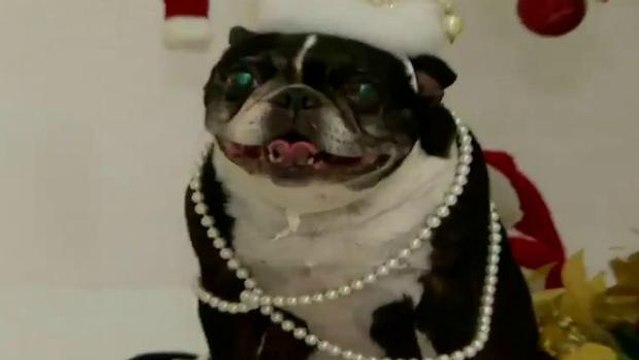 Animais de estimação ganham cada vez mais espaço nas comemorações