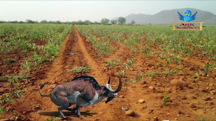 Buffalo Cartoons Singing Finger Family Song for Kids | Finger Family Ark Nursery Rhymes for Children