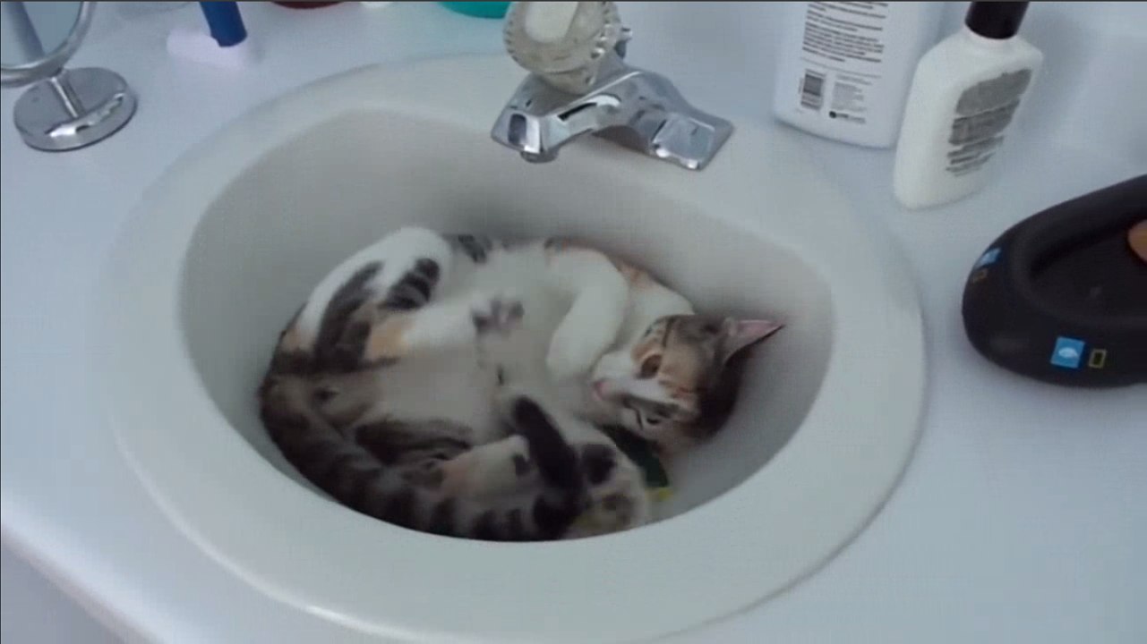 Funny Cat Video | Cats Attack Compilation! Epic Funny Cat Video