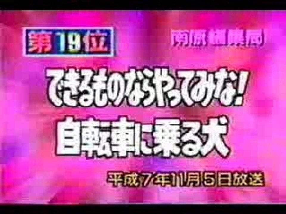 Un chien sur un velo