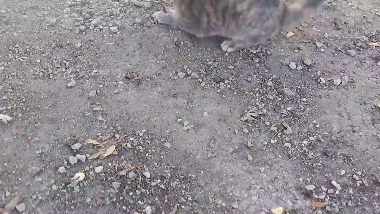Un chat qui tente d’attraper une souris se fait devancer par une poule