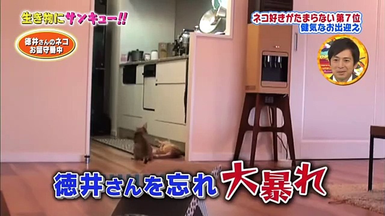 生き物にサンキュー! トコトン掘り下げ隊!ネコ好きがたまらないネコの魅力 2016年12月18日