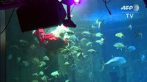 Aquarium de Paris: le Père Noël plonge parmi les poissons
