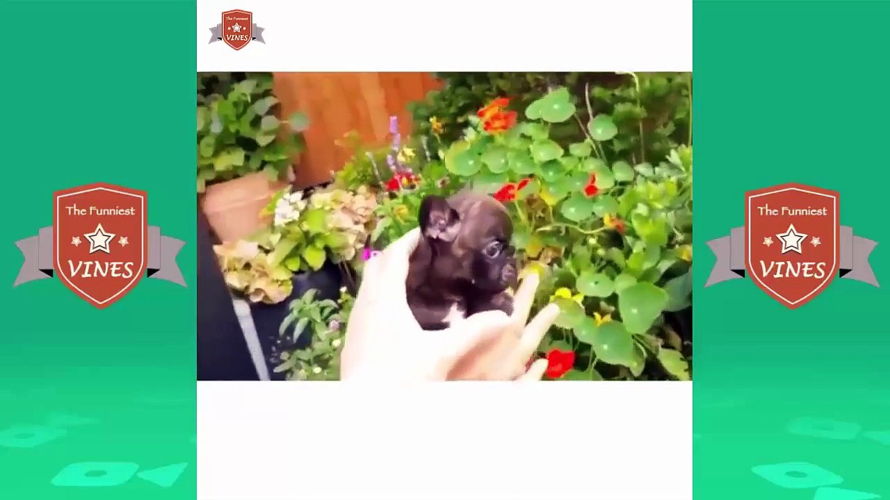 TRY NOT TO LAUGH (HARDEST VERSION) - Funniest CAT&DOG Compilation December 2016 #3