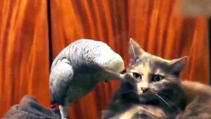 ЛУЧШИЕ ПРИКОЛЫ Приколы 2016 Смешное Видео