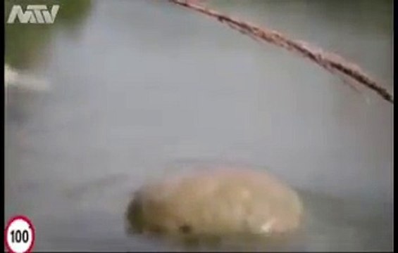 -IslamicVideos - دیکھیے کس طرح اللہ ایک چیونٹی کی مدد کرتا... -