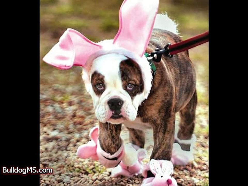 Pets Dressed For Easter!