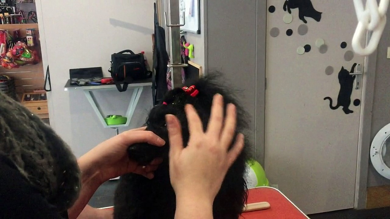 Mons: les chiens et les paillettes