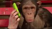 La réaction incroyable de ce chimpanzé face à un magicien qui lui fait des tours de passe-passe