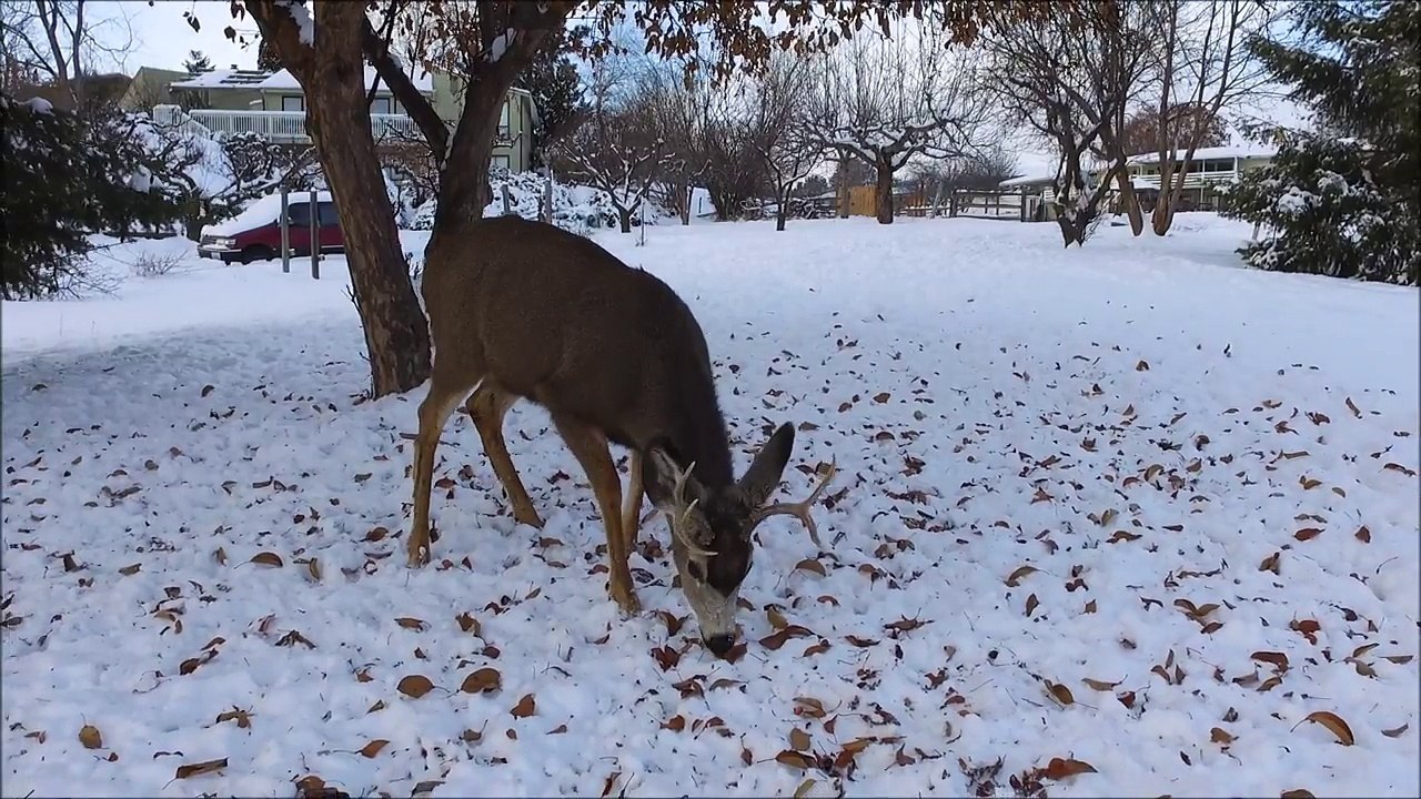 Il filme un faon avec un drone dans son jardin ! Bambi à noel