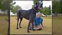 50 BIGGEST DOGS In The World  Largest Dog Breeds