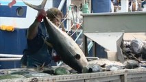 هذا الصباح-انخفاض نسبة الزئبق في أسماك التونة