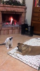 Ce chat la joue corrida avec un chien