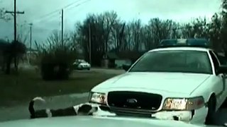 Bull Dogs Vs. Cop Car - Funny Videos