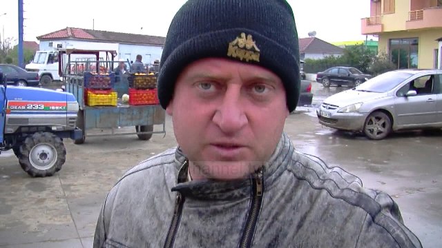 Lakrat shiten lirë, fermerët po shkatërrojnë prodhimin - Top Channel Albania - News - Lajme