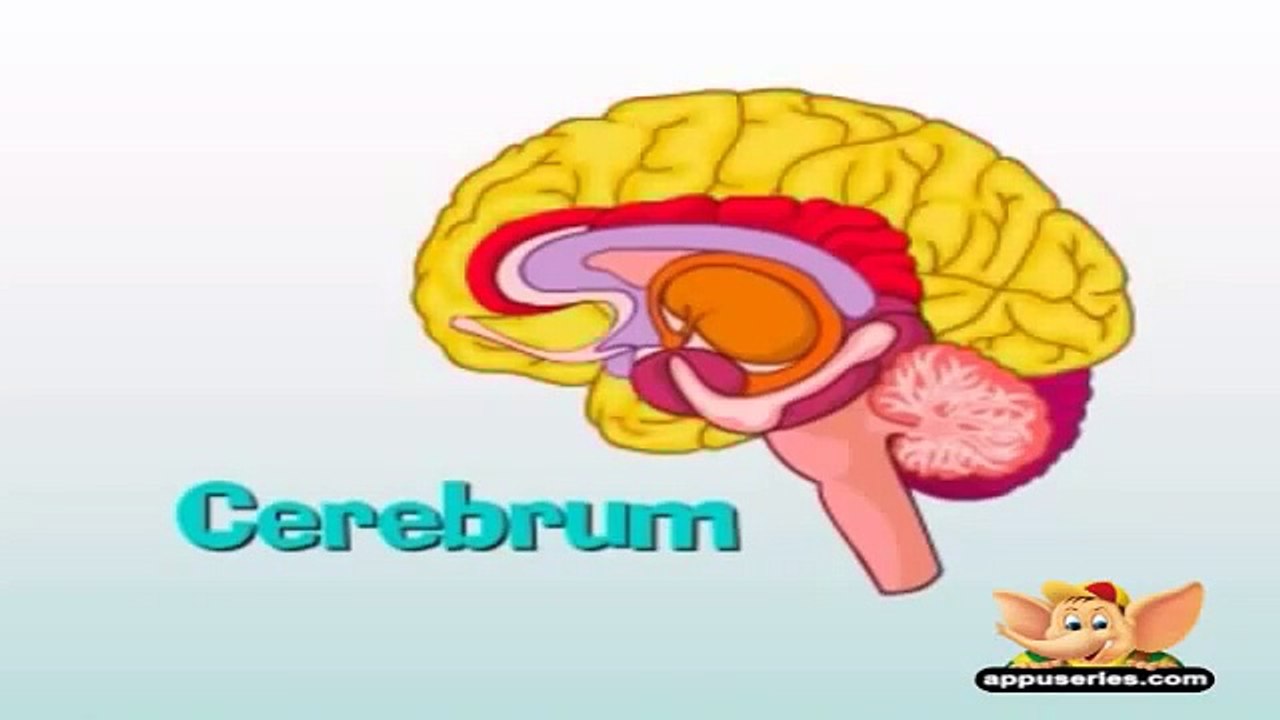 Learn Human Body - Nervous System