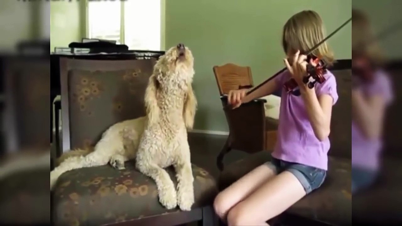 Funny Dogs - A Funny Dog Videos Compilation 2016-TRY NOT TO LAUGH (IMPOSSIBLE CHALLENGE) #1