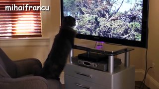 Funny Cats - A Funny Cat Videos Compilation
