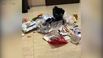 Guilty Dogs Being Cute 2016  [Funny Pets]