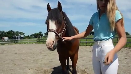 How to teach your horse to bow