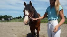 How to teach your horse to bow