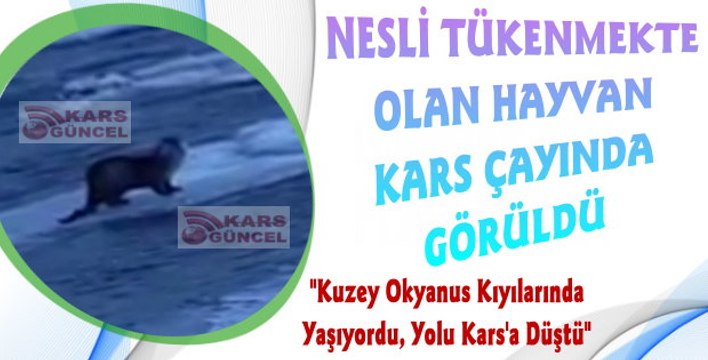 Kars Çayı'nda Nesli Tükenmekte Olan Hayvan Görüldü