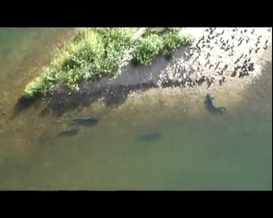 Questo pesce gatto caccia i piccioni sulla terra! E' assurdo!