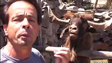 Bode cospe e goza na cara de jornalista durante reportagem