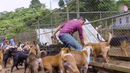 Kosta Rika, të kujdesesh për më shumë se 700 qenë