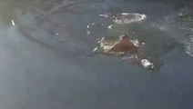 Kahraman adam buz gibi suya düşen köpeği böyle kurtardı