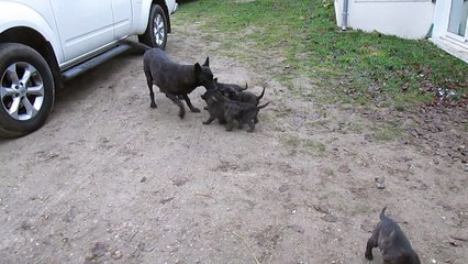 CHIOTS EULONE x GEEK 2016 3