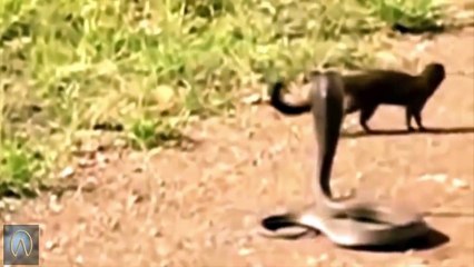 The Great Mongoose vs King Cobra Fights Compilation !