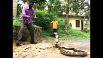 Biggest King Cobras Ever Found on Earth - YouTube