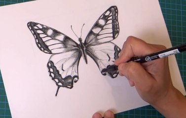 How To Draw A Butterfly Step By Step