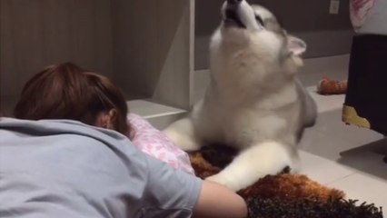 Puppy howls when owner crying