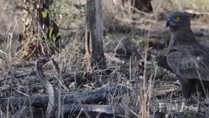 Eagle vs Snake - Animal Fight Compilation