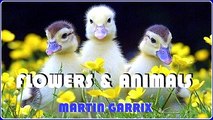 FLOWERS & ANIMALS. MARTIN GARRIX. DIVERCANTA