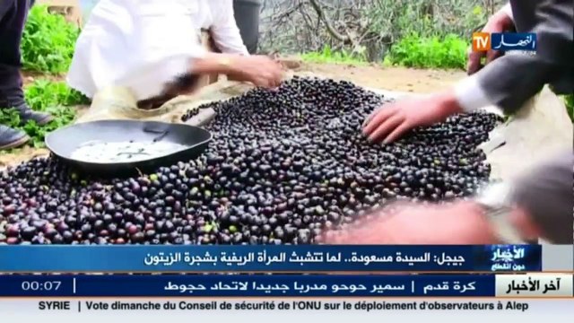 جيجل السيدة مسعودة.. لما تتشبث المرأة الريفية بشجرة الزيتون