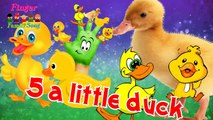 Five Little Duck Finger Family l Nursery Rhymes l Children Song