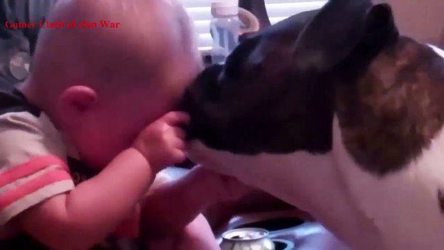 Cats Attack Compilation! Epic Funny Cat Video | Funny Cat and Dog Videos! Epic Cats and Dogs!