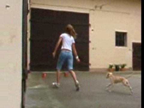 Minka initiation agility , obéissance , jeux