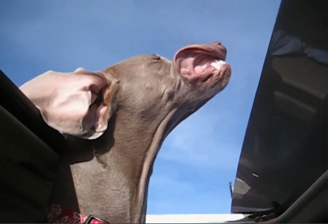 Funny Pet Video Compilation | Cutest Animals 2017 | Funny Cat and Dog Videos! Epic Cats and Dogs!