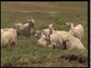 儿童教育歌剧 (13) 狼来了