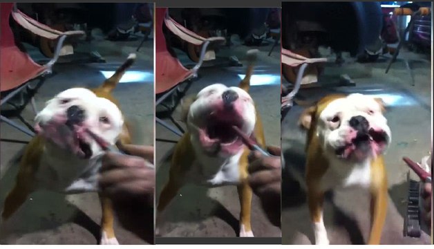 Funny Pet Video Compilation 2017 | Cutest Animals 2017 | Funny Cat and Dog Videos! Epic Cats and Dogs! 2017