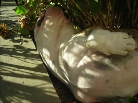 [Chien] Meilleur ami de l'homme ?