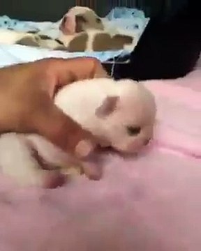 Pitbull puppy yawning