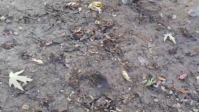 Quand un chat se fait voler sa souris par une poule...