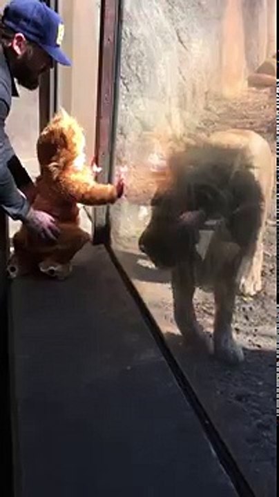 Adorable rencontre entre un lion et un enfant déguisé en lionceau